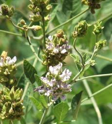 Psoralea macrostachya,  Leather Root - grid24_6