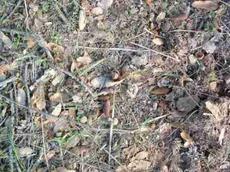 This should be a layer of oak leaves, but the grass has moved in and the tree is in decline. - grid24_6