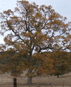 Quercus lobata, White Oak with fall color. - grid24_6