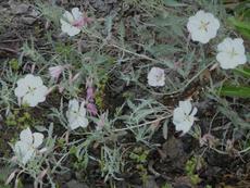 Oenothera californica, California  Evening primrose with the petty spurge. Flat native perennials can't suppress weeds - grid24_6