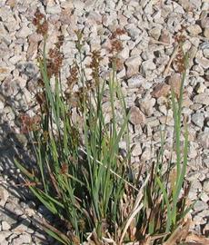 Juncus xiphioides Iris Leaved Rush - grid24_6