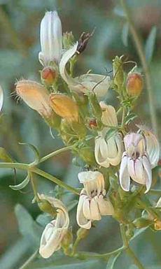 Keckiella breviflora, Yawning Penstemon, is so pale, with purple lines, and ranges from the valley to the mountains of California.  - grid24_6