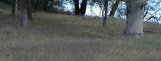 weeds under oaks usually means the oaks are going to die - grid24_6