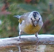 A Lawrence's Goldfinch at the birdbath. - grid24_6