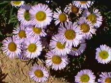 Erigeron Wayne Roderick works very well in a container or in a small garden. - grid24_6