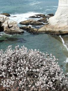 Eriogonum parvifolium, Cliff Buckwheat overlooking Shell Beach. - grid24_6