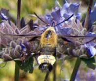 Bumblebee Moth on a Salvia Pozo Blue. These moths are very fast and effective pollinators. - grid24_6