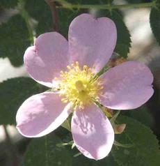 Rosa pinetorum Whiskey Rose - grid24_6