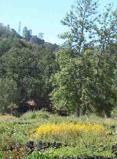 a picture of the native plants in a native plant nursery - grid24_6