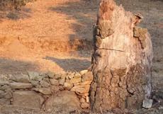 Change the grade around an oak and the oak dies. This one died in about 20 years. - grid24_6