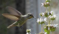 An Anna's Hummingbird working Salvia mellifera, Black sage - grid24_6