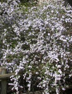 This Coastal buckbrush, Ceanothus ramulosus fascicularis has a lot of fragrance and blue flowers. - grid24_6