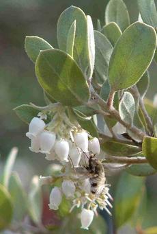 Arctostaphylos silvicola, Ghostly Manzanita with a beefly. This manzanita is native north of Santa Cruz. - grid24_6