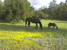 A horse and pony in the field in about 1990. - grid24_6