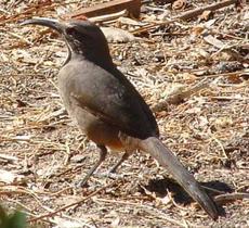 The anything but graceful California thrasher. BUT, he can sing! He needs a weed free garden with mulch. - grid24_6