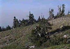 Fell fields forest, Limber Pine, Pinus flexilis, on Mt. Pinos - grid24_6