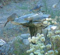 A Western bluebird, Lesser goldfinches and Towhee at the birdbath. You can tell a lot about a bird by watching their behavior at the bath. This bird bath is a rock on a post. - grid24_6