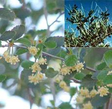 A closeup of the flowers of Cercocarpus betuloides, Mountain Mahogany, with an inset of the plant in fruit.  - grid24_6