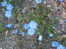 Nemophila menziesii, Baby Blue Eyes, can be  massively inhibited by alien species of Erodium, especially Erodium botrys, in the central coast ranges of California.  - grid24_6