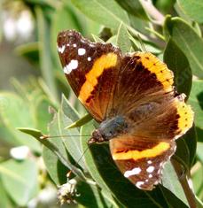 Red Admiral Butterfly sunning  on Arctostaphylos pungens. - grid24_6