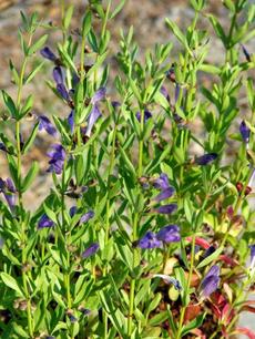 Scutellaria austinae, Skull Cap in flower. - grid24_6