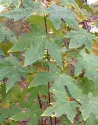 Leaves of Big Leaf Maple. - grid24_6