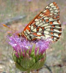 Variable Checkerspot on a Monardella - grid24_6