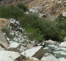 Salix goodingii, San Joaquin Willow in Kern River - grid24_6