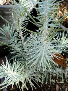 Pinus edulis, Pinyon Pine, a slow-growing pine, but worth waiting for, is pictured here in the Santa Margarita nursery. - grid24_6