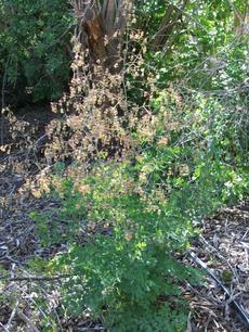 Thalictrum fendleri Mountain Meadow Rue - grid24_6