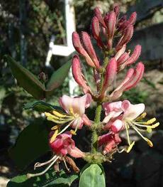 Lonicera hispidula, California Honeysuckle, has fragrant, muted pastel pink flowers and crawls up on other plants. - grid24_6