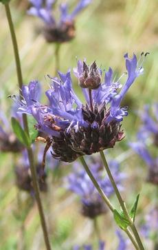 Salvia clevelandii, Winnifred Gilman has fragrant foliage and flowers. - grid24_6