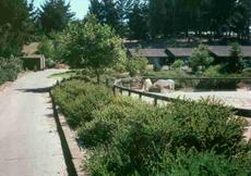 This 7 year old native plant garden was not watered. Arctostaphylos purrisima in front . In most of  California you can plant your garden without much water.  - grid24_6