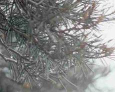 If you park a car or pickup under a pine tree here you will see that it is a very effective collector of fog drip. - grid24_6