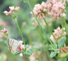Eriogonum parvifolium, Cliff Buckwheat with Acmom Blue Butterfly. - grid24_6