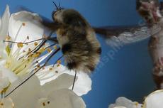 Beefly, Poecilanthrax working  a Plum Flower - grid24_6