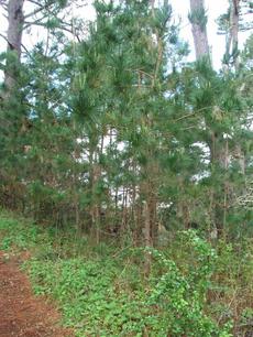 Edge of Cambrian pine forest - grid24_6