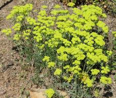 Eriogonum umbellatum, Sulfur Flower at the Santa Margarita Nursery - grid24_6