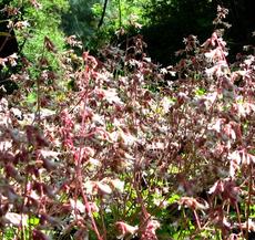 Heuchera hirsutissima, Idyllwild Rock Flower, is here shown massed together, in its natural mountain habitat.  - grid24_6