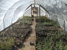 tacking two little greenhouses together is tacky - grid24_6