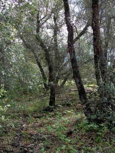  Notice there are no weeds or grasses? The native plants and wildlife cannot tolerate the weeds.Rufus Crowned sparrow likes to hide out in clean oak woodlands. - grid24_6