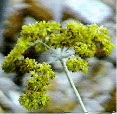Eriogonum crocatum. Conejo Buckwheat - grid24_6