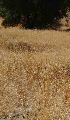 Seeding for erosion after a fire results in this. Seeding makes for more fires faster. This is not what a native site looks like. Hopefully your garden doesn't look like this. - grid24_6