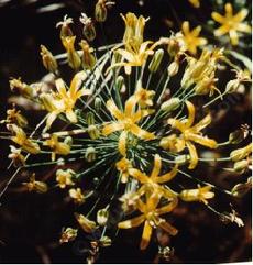 Bloomeria crocea Golden Stars - grid24_6