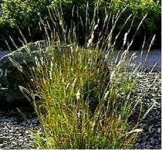 Bothriochloa barbinodis Cane Bluestem - grid24_6