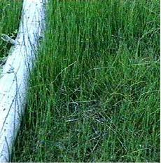Equisetum kansanum (laevigatum), Dwarf Horsetail, grows in wet places, and formerly was used to scour pots and pans.  - grid24_6