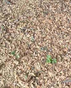 Blue oak litter makes a soft mulch layer. this is rather rare to find in the wild and weeds have destroyed most of them - grid24_6