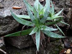 Dudleya lanceolata - lanceleaf liveforever, Southern California dudleya growing out of wall - grid24_6