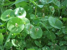 Montia perifoliata Miner's Lettuce - grid24_6