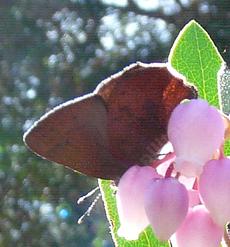 a pixalated  brown elfin butterfly, Callophrys augustinus - grid24_6